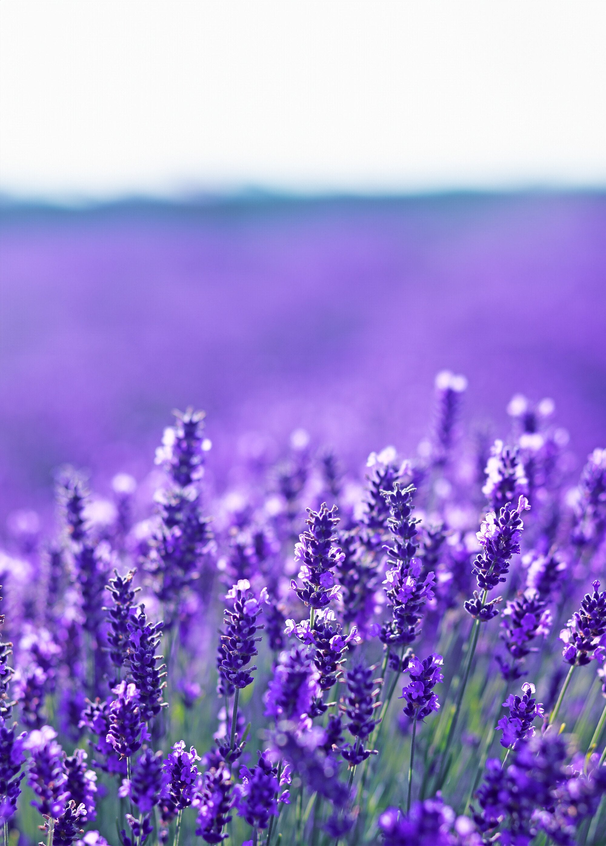 Par_de_plantillas_masajeadoras_con_aroma_de_lavanda_Blanc_DE1_slim